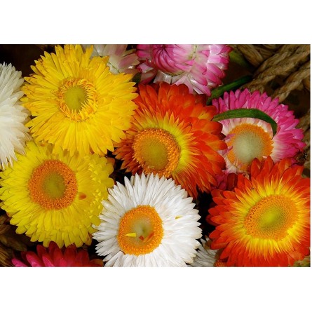 Helichrysum Mixed Flower Seeds(40-50 Seeds/Pack)